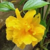 Double Yellow Hibiscus Plant - Live Hibiscus Tree - 5-8 Inch Hardy Plant