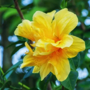 Double Yellow Hibiscus Plant - Live Hibiscus Tree - 5-8 Inch Hardy Plant