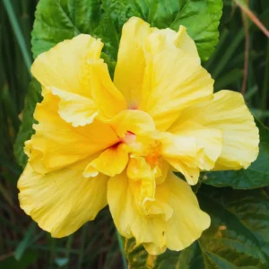 Double Yellow Hibiscus Plant - Live Hibiscus Tree - 5-8 Inch Hardy Plant