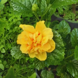 Double Yellow Hibiscus Plant - Live Hibiscus Tree - 5-8 Inch Hardy Plant