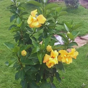 Double Yellow Hibiscus Plant - Live Hibiscus Tree - 5-8 Inch Hardy Plant