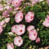 Hardy Hibiscus Plants Live, Pink Flower, 4-6 in Tall, Garden Hibiscus Tree
