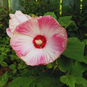 Hardy Hibiscus Plants Live, Pink Flower, 4-6 in Tall, Garden Hibiscus Tree