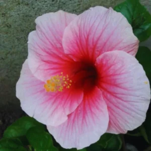 Hardy Hibiscus Plants Live, Pink Flower, 4-6 in Tall, Garden Hibiscus Tree