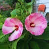 Pink Hibiscus Flower Plants - Live Hibiscus Tree - Small Size - Pink Flowers