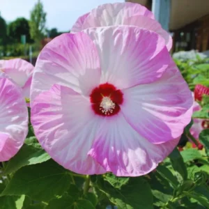 Pink Hibiscus Flower Plants - Live Hibiscus Tree - Small Size - Pink Flowers