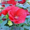 Hardy Hibiscus Plants Live Red Flower Plant 4-6 Inches Tall for Garden