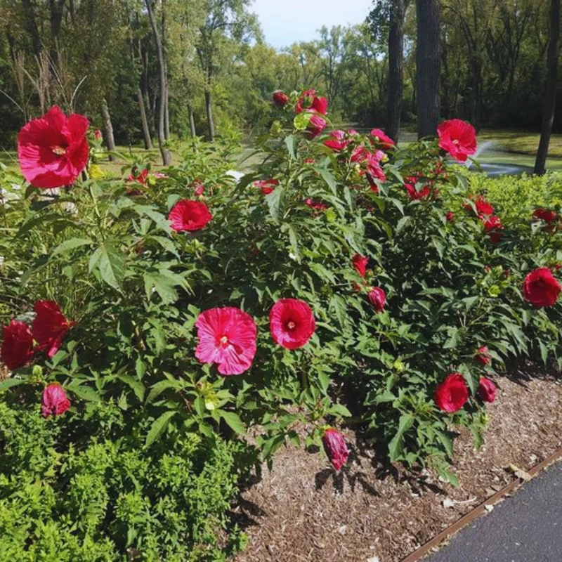 Hardy Hibiscus Plants Live Red Flower Plant 4-6 Inches Tall for Garden