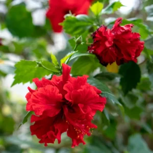 Hardy Hibiscus Plant Live - Double Red Flowers - 4-6 Inches - Garden Tree