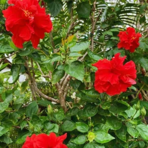 Hardy Hibiscus Plant Live - Double Red Flowers - 4-6 Inches - Garden Tree