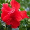 Hardy Hibiscus Plant Live - Double Red Flowers - 4-6 Inches - Garden Tree