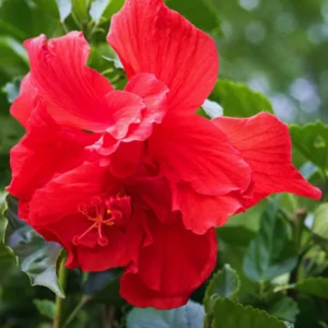 Hardy Hibiscus Plant Live - Double Red Flowers - 4-6 Inches - Garden Tree