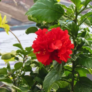 Hardy Hibiscus Plant Live - Double Red Flowers - 4-6 Inches - Garden Tree