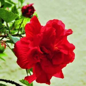 Hardy Hibiscus Plant Live - Double Red Flowers - 4-6 Inches - Garden Tree