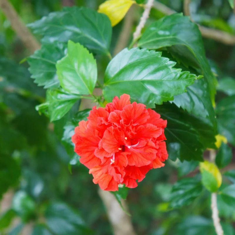 Double Red Hibiscus Flower Plant - Live Hibiscus Tree - Hardy Easy to Plant