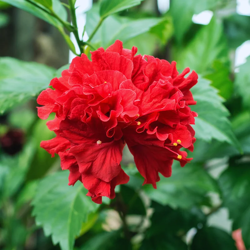 Double Red Hibiscus Flower Plant - Live Hibiscus Tree - Hardy Easy to Plant