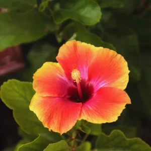 Hardy Hibiscus Plant Live - Orange Yellow Flowers - 4-6 Inches Tall - Garden Ready