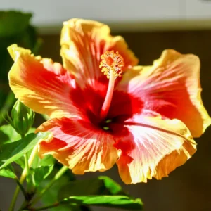 Hardy Hibiscus Plant Live - Orange Yellow Flowers - 4-6 Inches Tall - Garden Ready