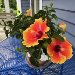Orange Yellow Hibiscus Flower Plant - Live Hibiscus Tree - 5-8 Inch Hardy Plant
