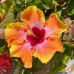 Orange Yellow Hibiscus Flower Plant - Live Hibiscus Tree - 5-8 Inch Hardy Plant