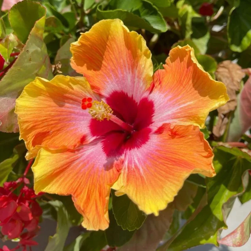 Orange Yellow Hibiscus Flower Plant - Live Hibiscus Tree - 5-8 Inch Hardy Plant