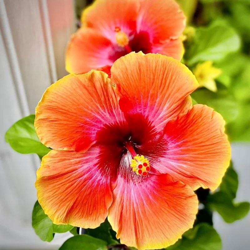 Orange Yellow Hibiscus Flower Plant - Live Hibiscus Tree - 5-8 Inch Hardy Plant