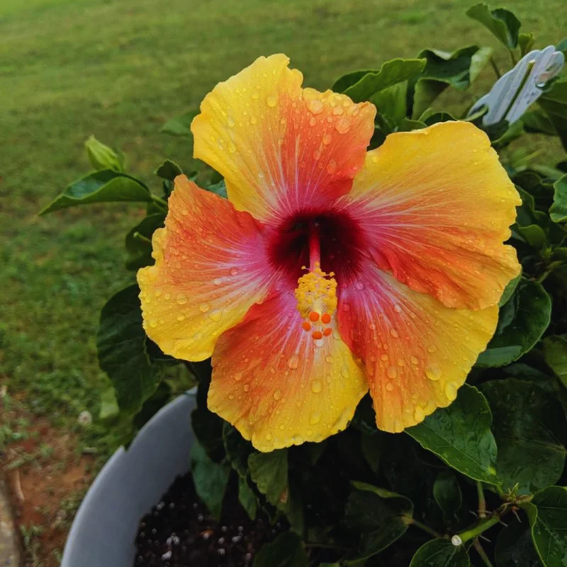 Orange Yellow Hibiscus Flower Plant - Live Hibiscus Tree - 5-8 Inch Hardy Plant