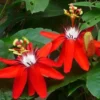 Passion Flower Vine - 5-7 Inch Red Passion Flower Plant for Gardening