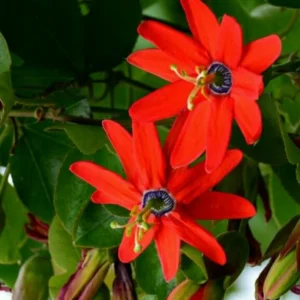 Passion Flower Vine - 5-7 Inch Red Passion Flower Plant for Gardening