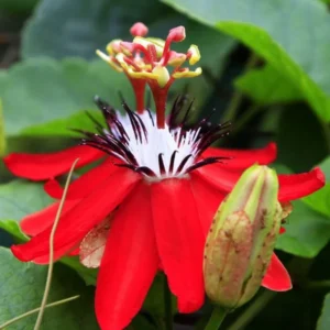 Passion Flower Vine - 5-7 Inch Red Passion Flower Plant for Gardening