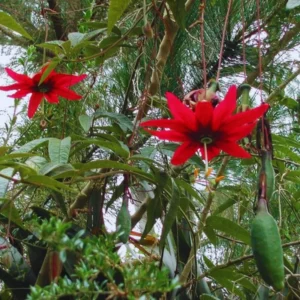 Passion Flower Vine Live Plant Set - Red Flowers, 5-8 Inch Tall