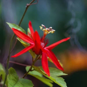 Passion Flower Vine Live Plant Set - Red Flowers, 5-8 Inch Tall