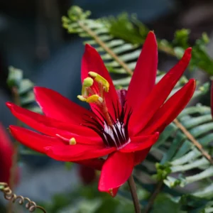 Passion Flower Vine Live Plant Set - Red Flowers, 5-8 Inch Tall
