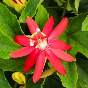 Passion Flower Vine Live Plant Set - Red Flowers, 5-8 Inch Tall