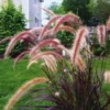 Purple Fountain Grass Plants Live - 2 Pack Ornamental Grass 5-7 Inches Tall