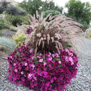 Purple Fountain Grass Plants Live - 2 Pack Ornamental Grass 5-7 Inches Tall