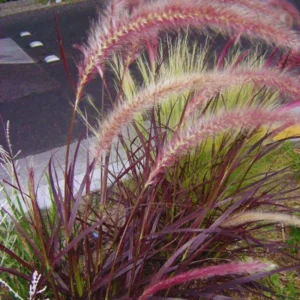 Purple Fountain Grass Plants Live - 2 Pack Ornamental Grass 5-7 Inches Tall