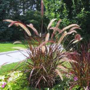 Purple Fountain Grass Plants Live - 2 Pack Ornamental Grass 5-7 Inches Tall