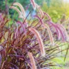 Purple Fountain Grass Plants Live Ornamental 3 Pack, 5-7 Inches Tall, Easy to Plant