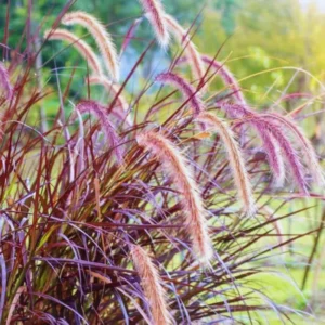 Purple Fountain Grass Plants Live Ornamental 3 Pack, 5-7 Inches Tall, Easy to Plant