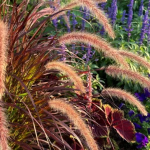 Purple Fountain Grass Plants Live Ornamental 3 Pack, 5-7 Inches Tall, Easy to Plant