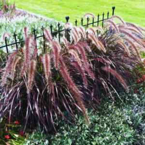 Purple Fountain Grass Plants Live Ornamental 3 Pack, 5-7 Inches Tall, Easy to Plant