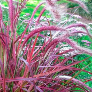 Purple Fountain Grass Plants Live Ornamental 3 Pack, 5-7 Inches Tall, Easy to Plant
