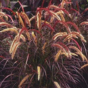 Purple Fountain Grass Plants Live Ornamental 3 Pack, 5-7 Inches Tall, Easy to Plant