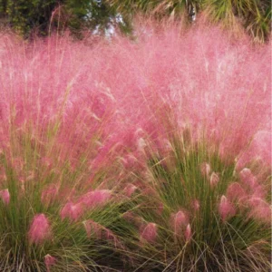 Pink Grass Plants Live - 2 Pack Ornamental Grass Plants 5-7 Inches Tall for Indoor Outdoor Growing