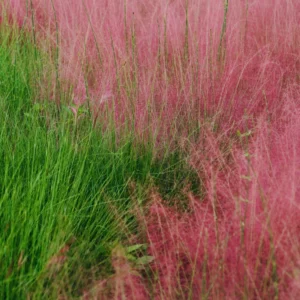 Pink Grass Plants Live - 2 Pack Ornamental Grass Plants 5-7 Inches Tall for Indoor Outdoor Growing