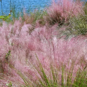 Pink Grass Plants Live - 2 Pack Ornamental Grass Plants 5-7 Inches Tall for Indoor Outdoor Growing