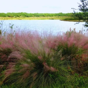 Pink Grass Plants Live - 2 Pack Ornamental Grass Plants 5-7 Inches Tall for Indoor Outdoor Growing