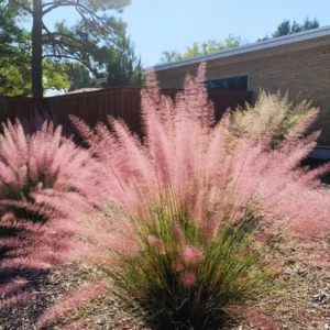 Pink Grass Plants Live - 2 Pack Ornamental Grass Plants 5-7 Inches Tall for Indoor Outdoor Growing