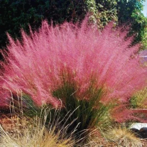 Pink Grass Plants Live - Ornamental Grass Plant 5-7 Inches Easy Grow